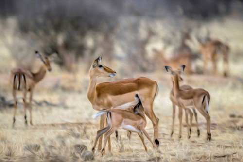 Será inaugurada em breve a Exposição de Fotografia  de Ma Chi Son “Impressões sobre África Oriental”  integrada no Projecto de Promoção de Artistas de Macau